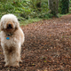 Image for article titled The labradoodle's creator says he "opened a Pandora box and released a Frankenstein monster"